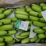 فرصت سرمایه گذاری جاذب اتیلن